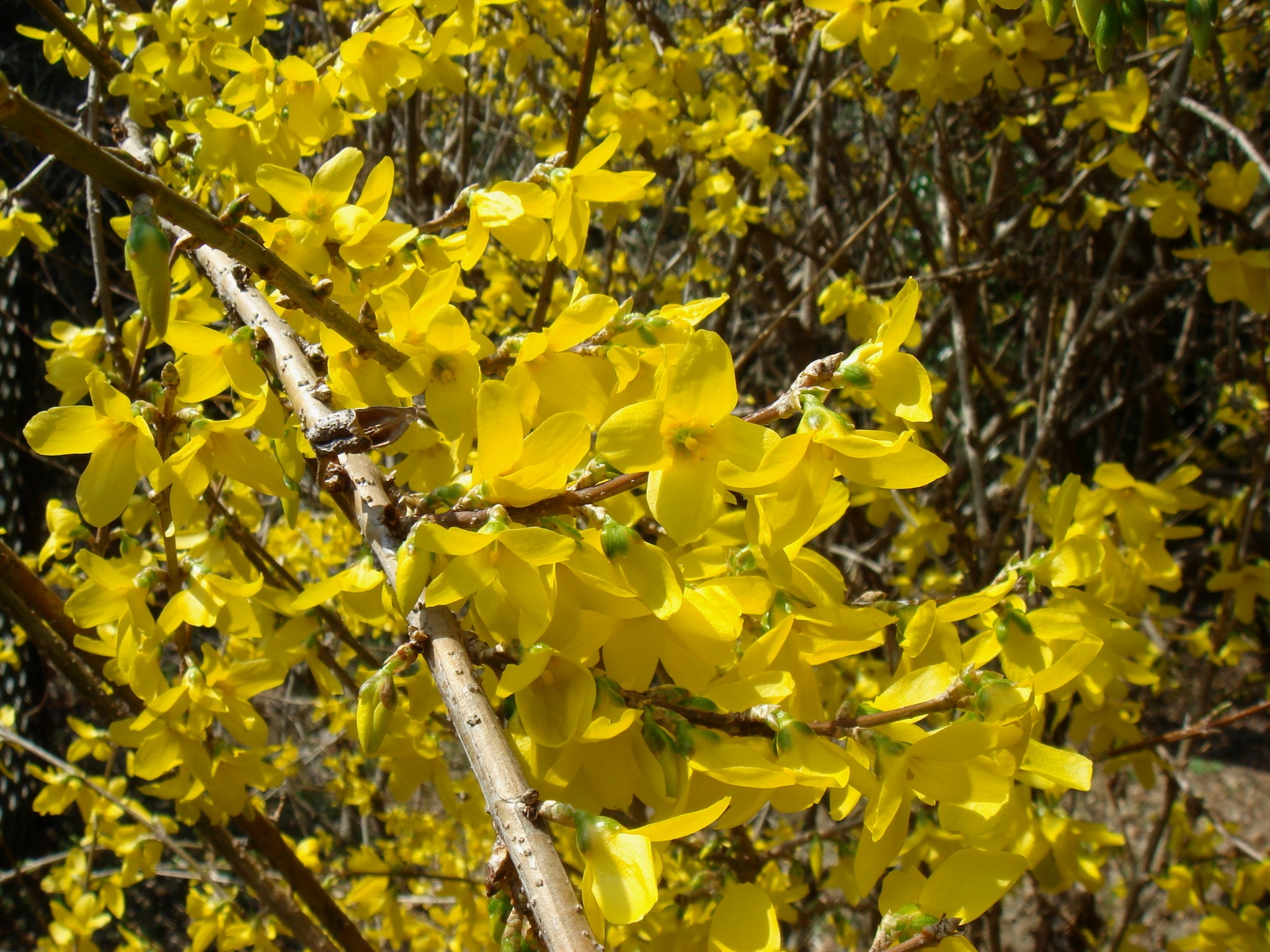 Forsythia suspensa