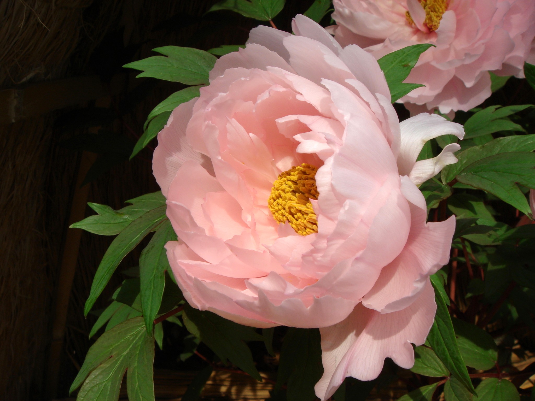 There are peony plants that are indigenous to china, europe and the western...